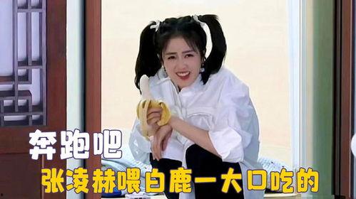 娱乐吃瓜直播白鹿,娱乐界新热点